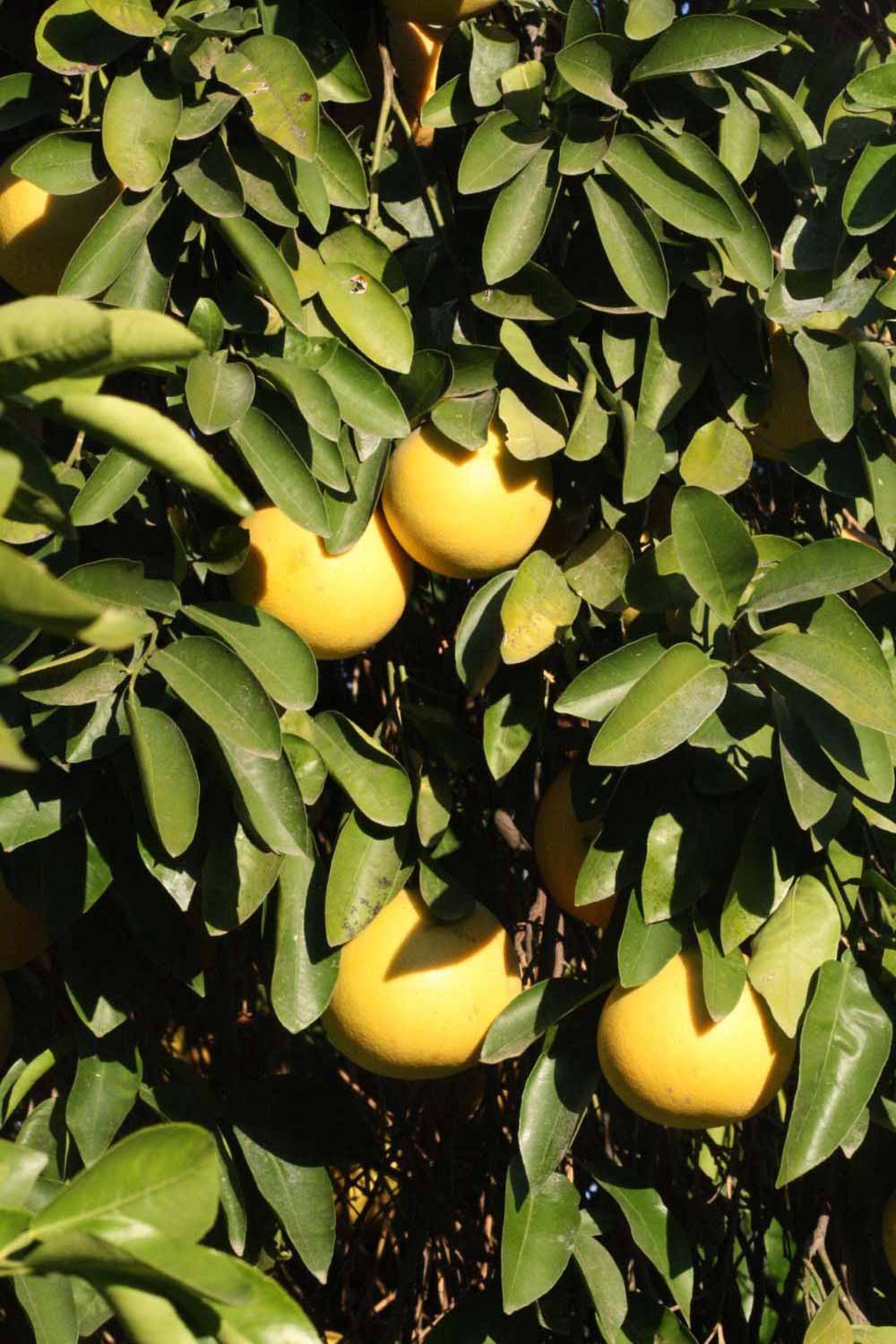            Fruit (Riverside, CA)   